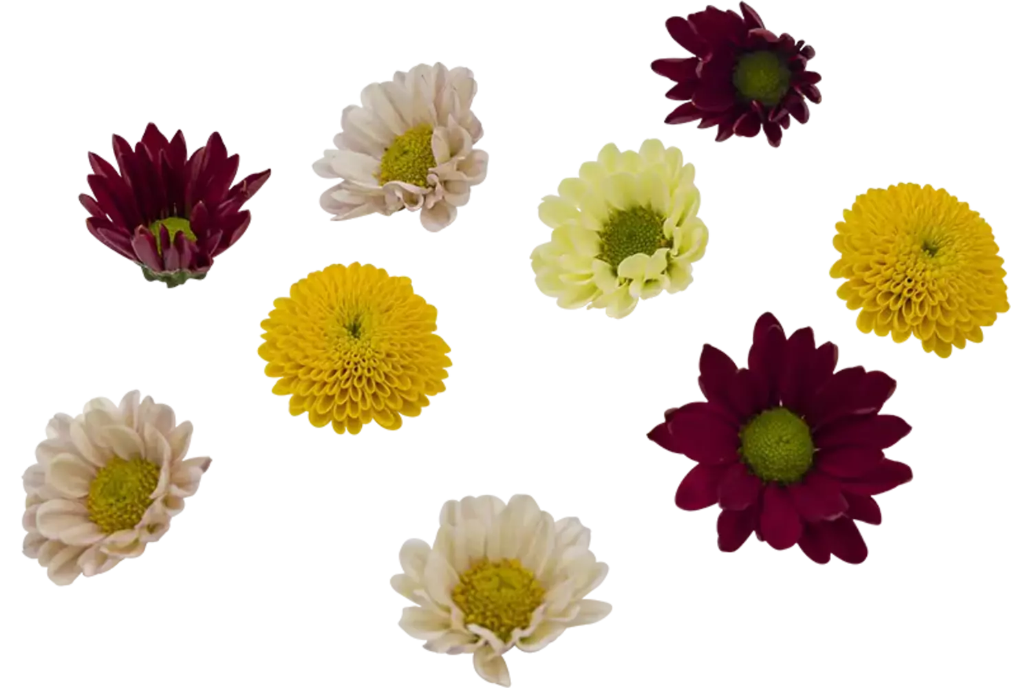 Eetbare bloem Chrysant 20st. stuk 1